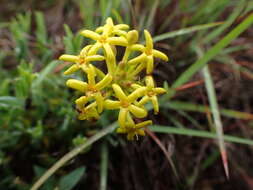 Image of Gnidia capitata L. fil.