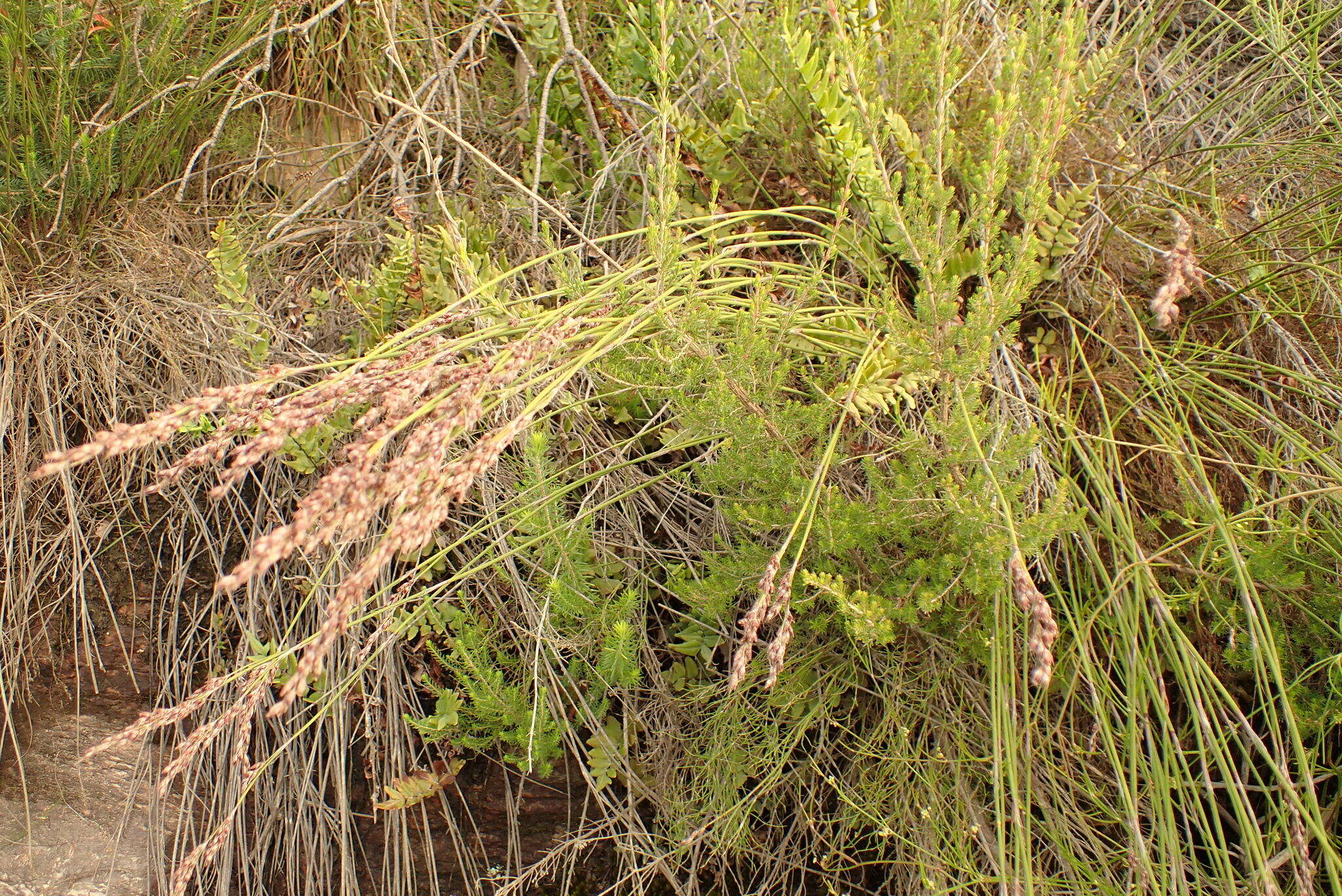 Image of Rhodocoma fruticosa (Thunb.) H. P. Linder