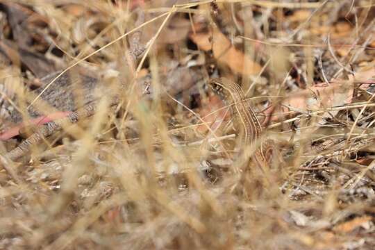 صورة Ctenotus orientalis Storr 1971