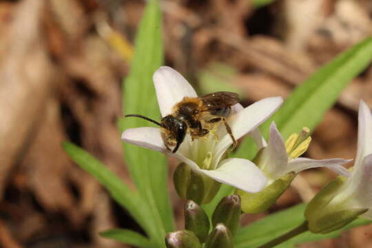 Image of Andrena pruni Robertson 1891