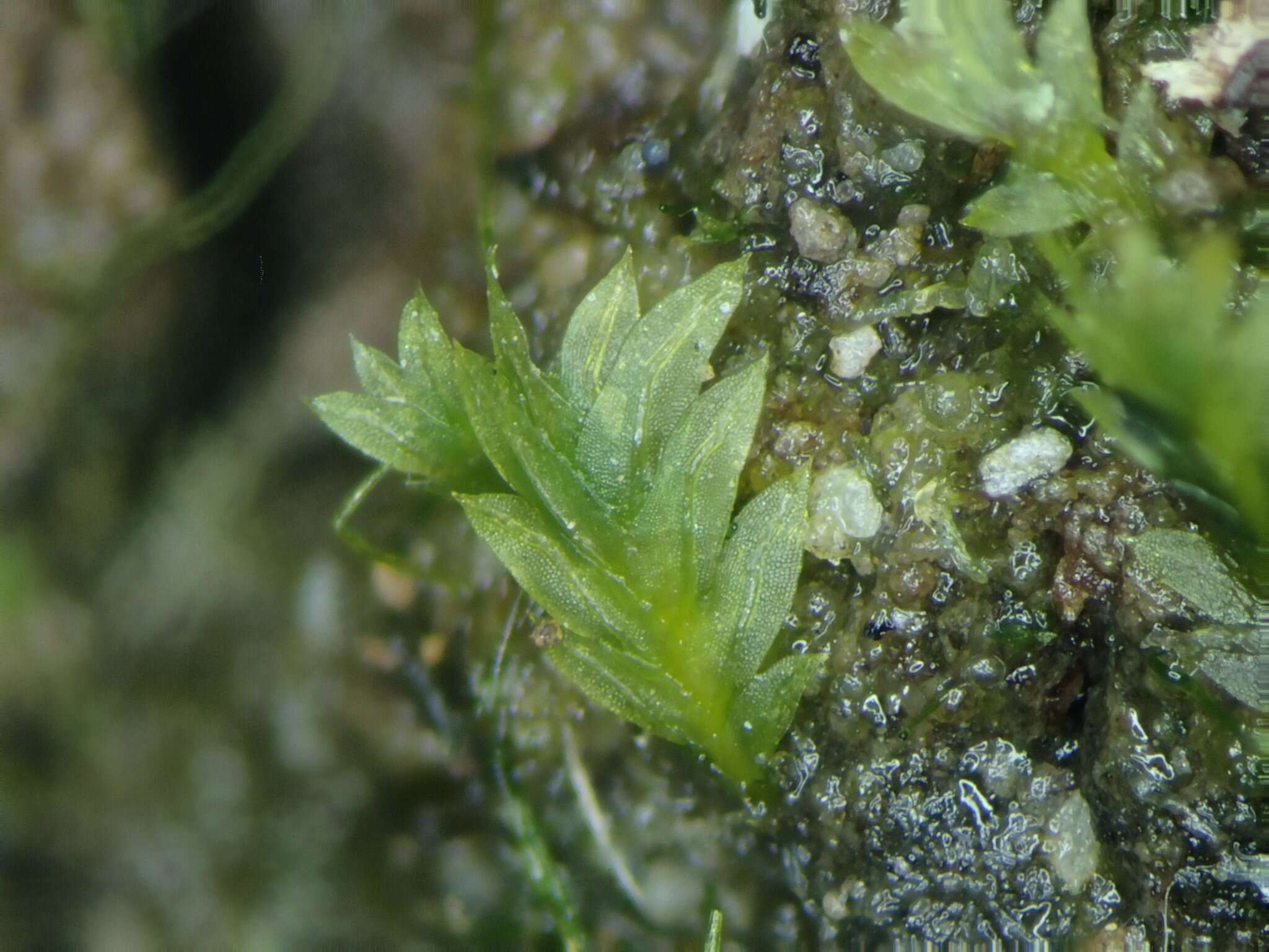 Image de Fissidens celticus Paton 1965