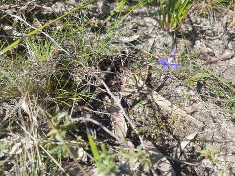 Image of Eastern tiny blue china orchid