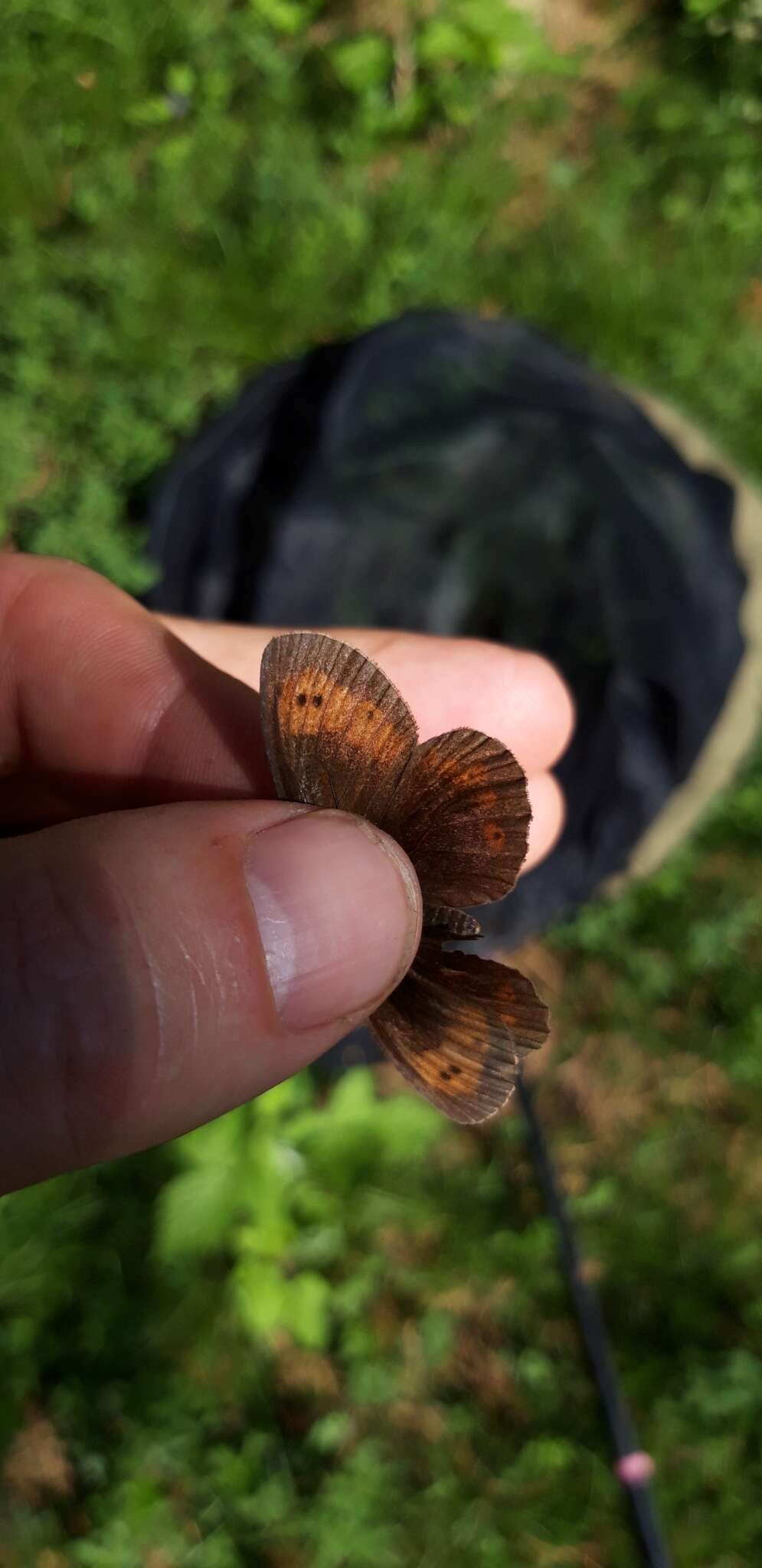 Image of Mountain Ringlet