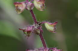 Image of Cochlochila (Cochlochila) bullita (Stål 1873)