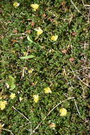 Image of Pond Primrose-Willow