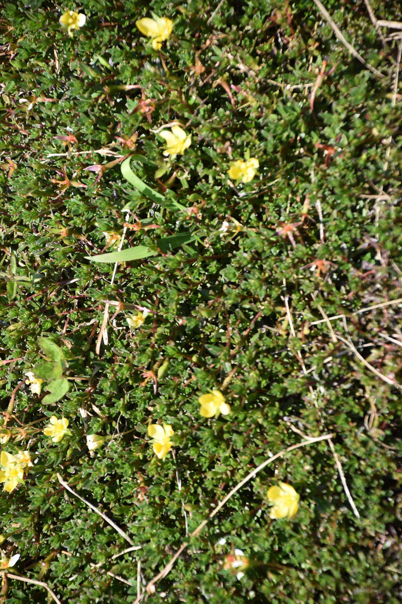 صورة Ludwigia arcuata Walt.