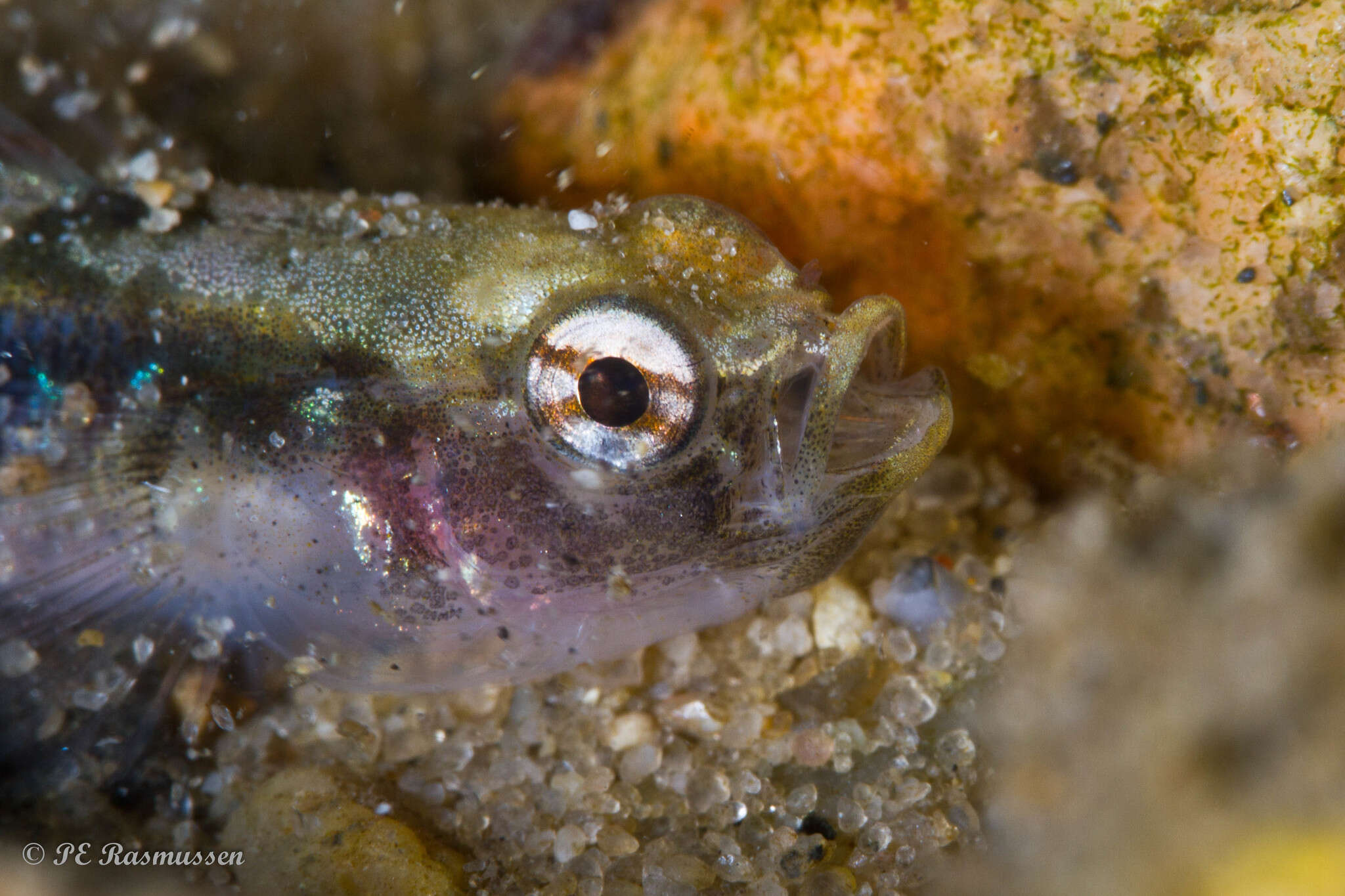 Image of Spotted goby