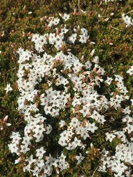 Plancia ëd Epacris serpyllifolia R. Br.