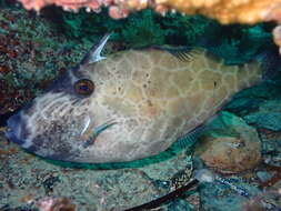 Image of Black leatherjacket