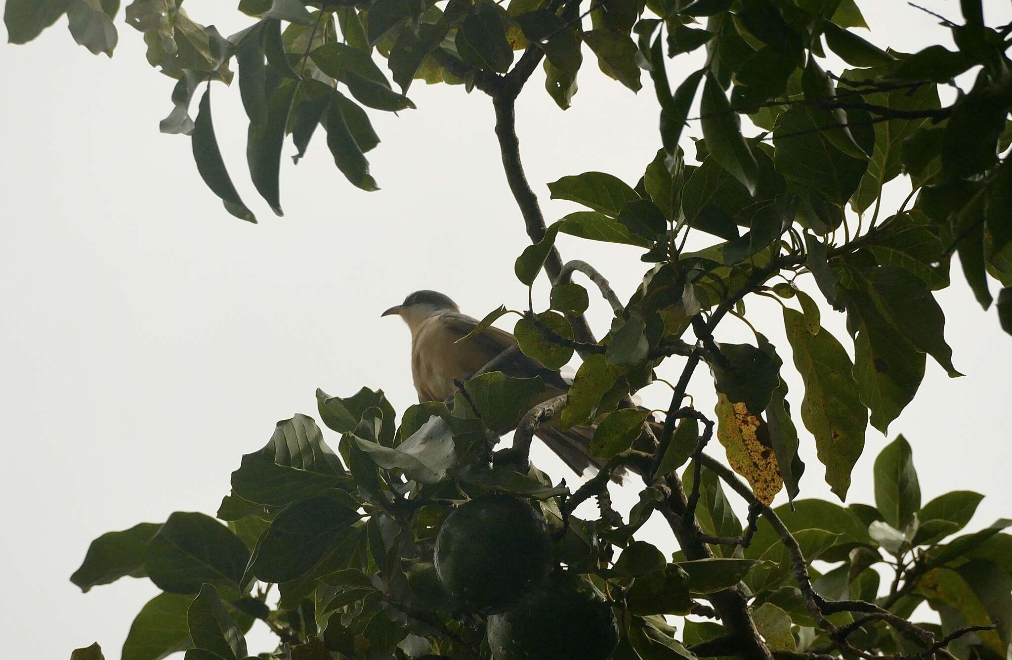 Image of Jamaican Lizard Cuckoo