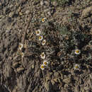 Image of Melampodium argophyllum S. F. Blake