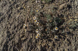 Image of Melampodium argophyllum S. F. Blake