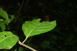 Image de Banisteriopsis caapi (Spruce ex Griseb.) Morton