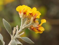 Stirtonanthus taylorianus (L. Bolus) B.-E. van Wyk & A. L. Schutte的圖片