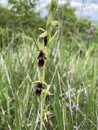 Слика од Ophrys insectifera subsp. insectifera