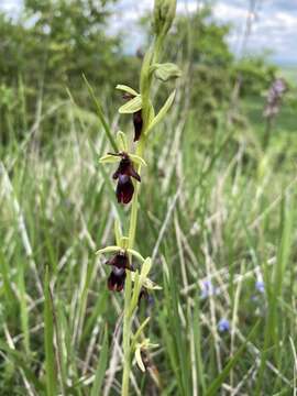 Image of Ophrys insectifera subsp. insectifera