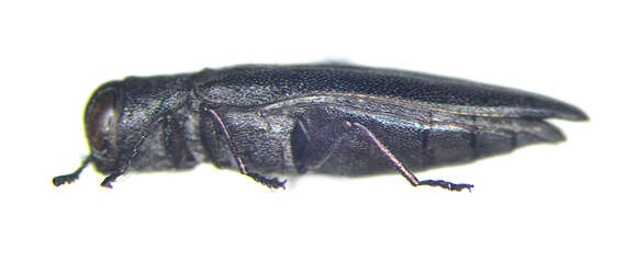 Image of Common Willow Agrilus
