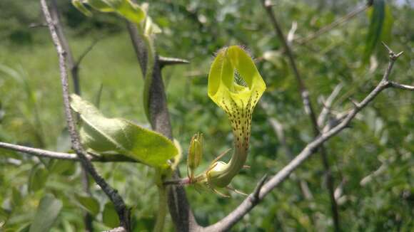 صورة Ceropegia hirsuta Wight & Arn.