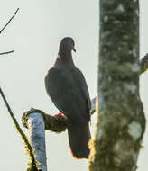 صورة Patagioenas nigrirostris (Sclater & PL 1860)