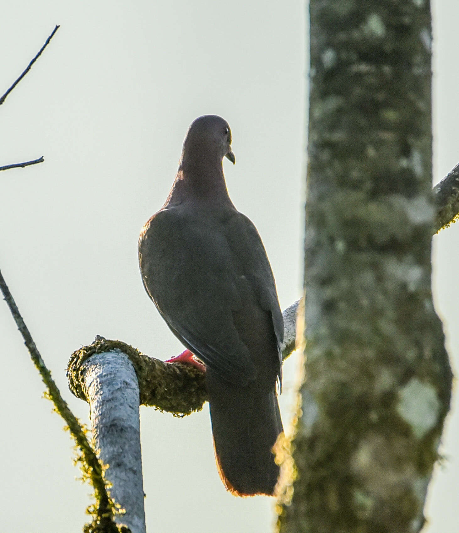 Patagioenas nigrirostris (Sclater & PL 1860) resmi