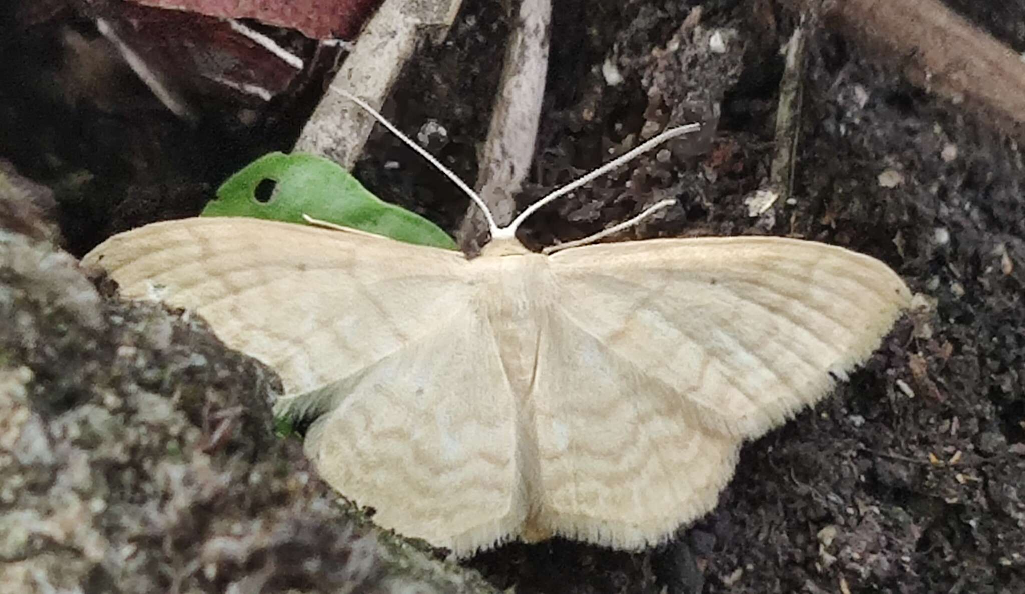 صورة Idaea ossiculata Lederer 1871