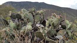 Image of Opuntia pilifera F. A. C. Weber