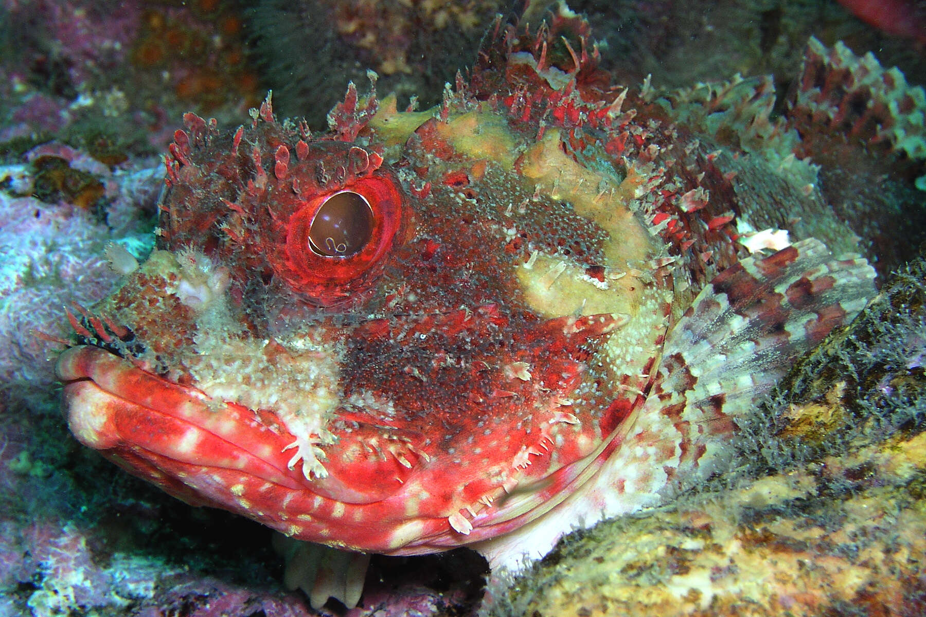 Image of Eastern Red scorpionfish