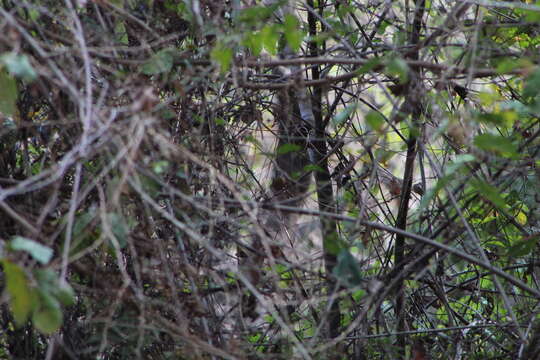 Image of Happy Wren