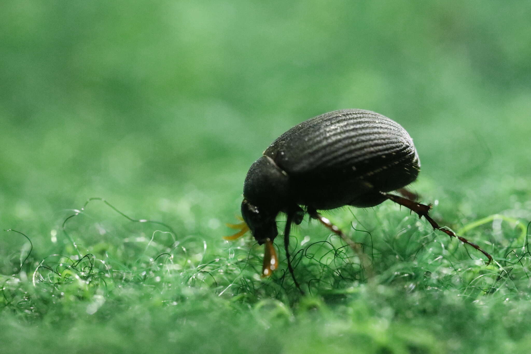 Image of Maladera holosericea (Scopoli 1772)