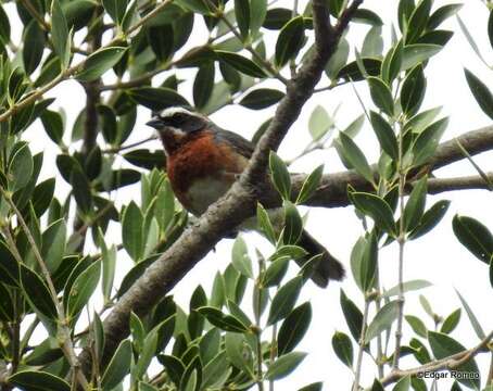 Image of Black-and-chestnut Warbling Finch