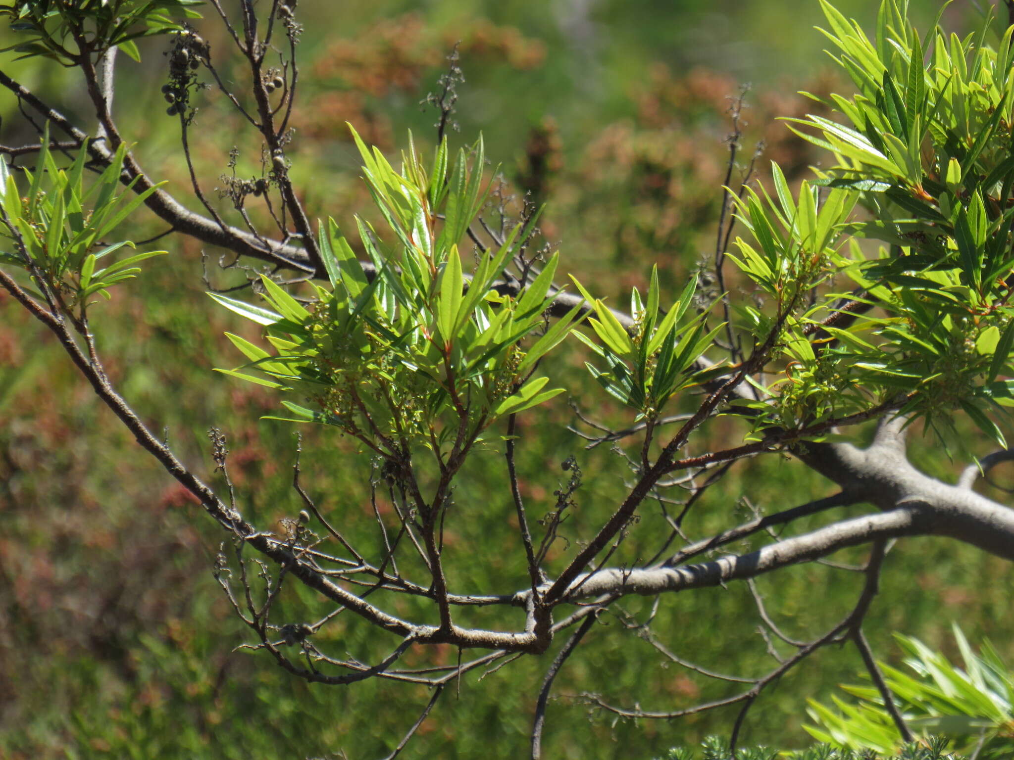 Слика од Searsia angustifolia (L.) F. A. Barkley