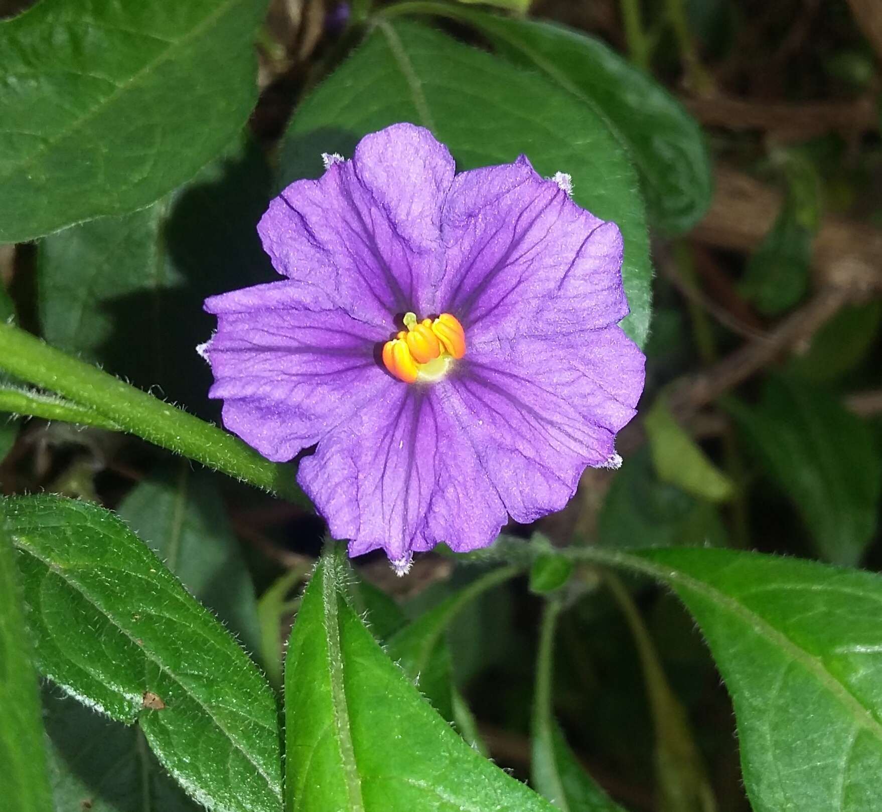 Image de Lycianthes lycioides (L.) Hassler