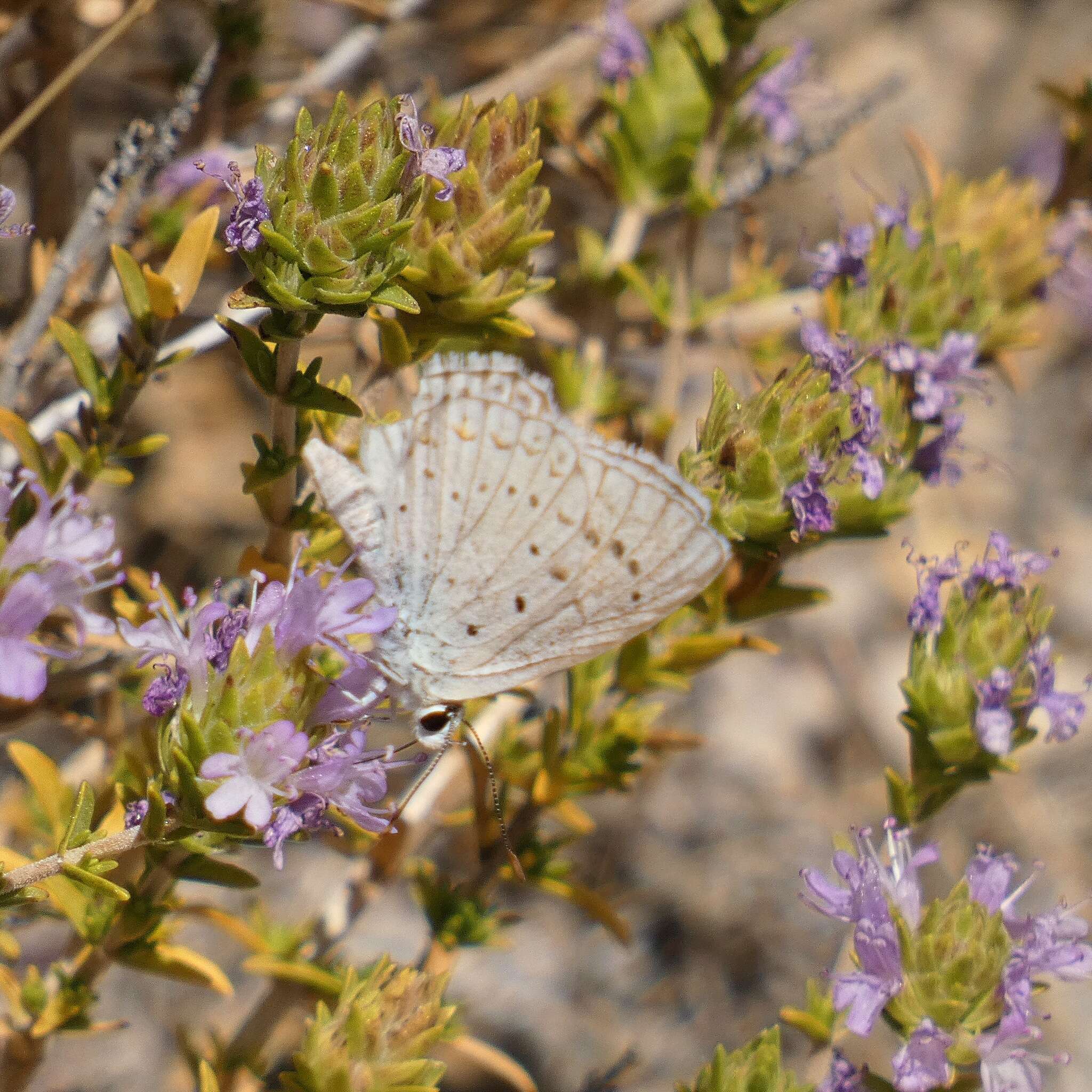 Imagem de Polyommatus albicans (Gerhard 1851)