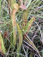 Image of sweet pitcherplant