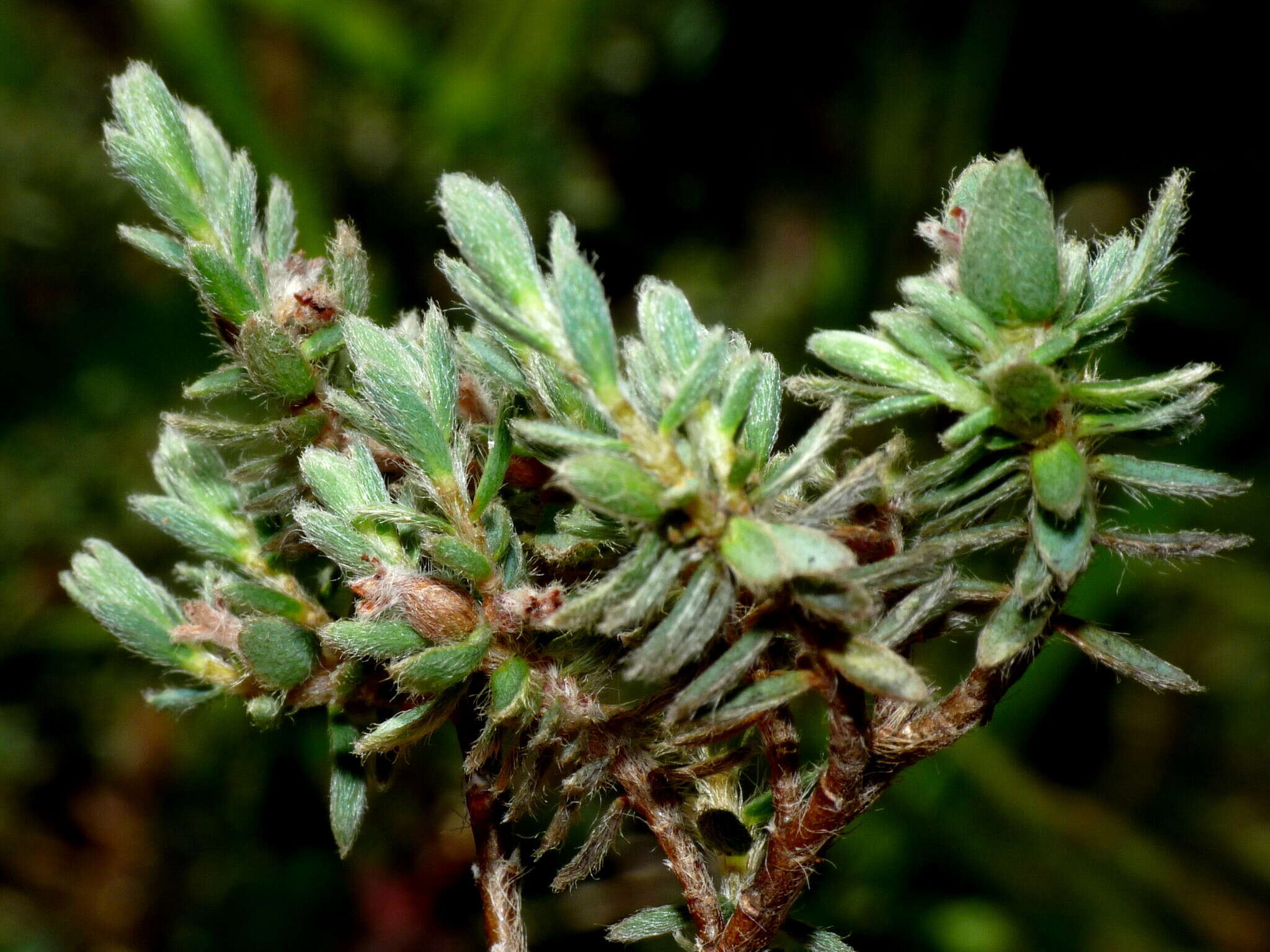 Image of Pimelea mesoa subsp. macra C. J. Burrows