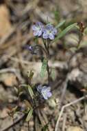 Image de Phacelia pringlei A. Gray