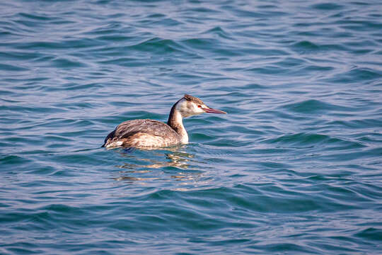 Image of Podiceps cristatus cristatus (Linnaeus 1758)