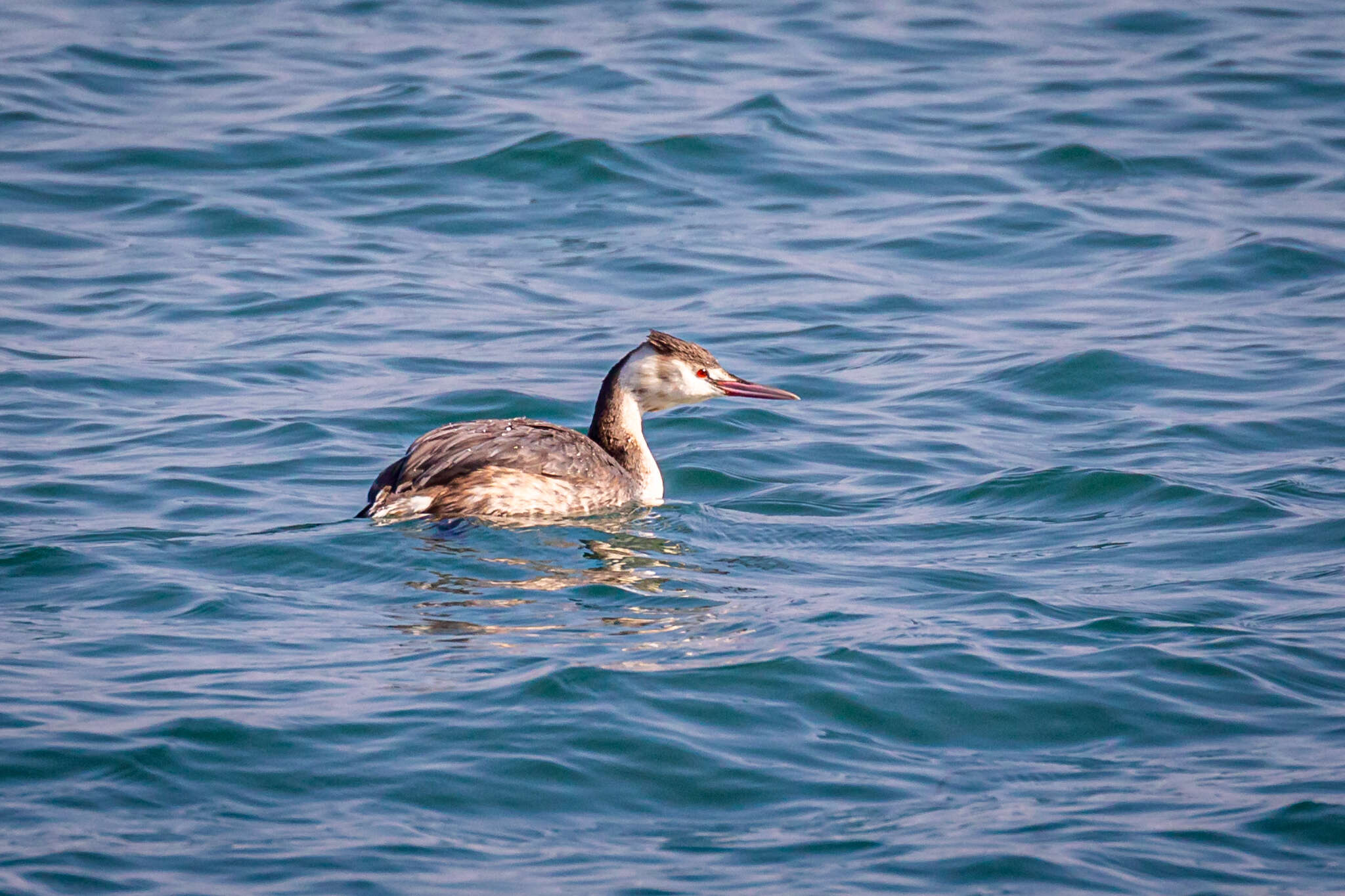 Imagem de Podiceps cristatus cristatus (Linnaeus 1758)