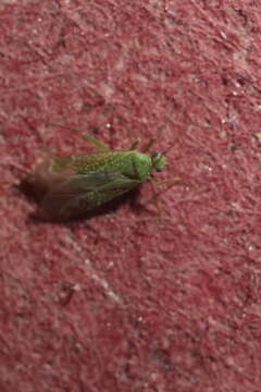 Image of Orthotylus flavosparsus (C. Sahlberg 1841)