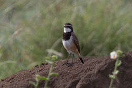 Image of Capped Wheatear