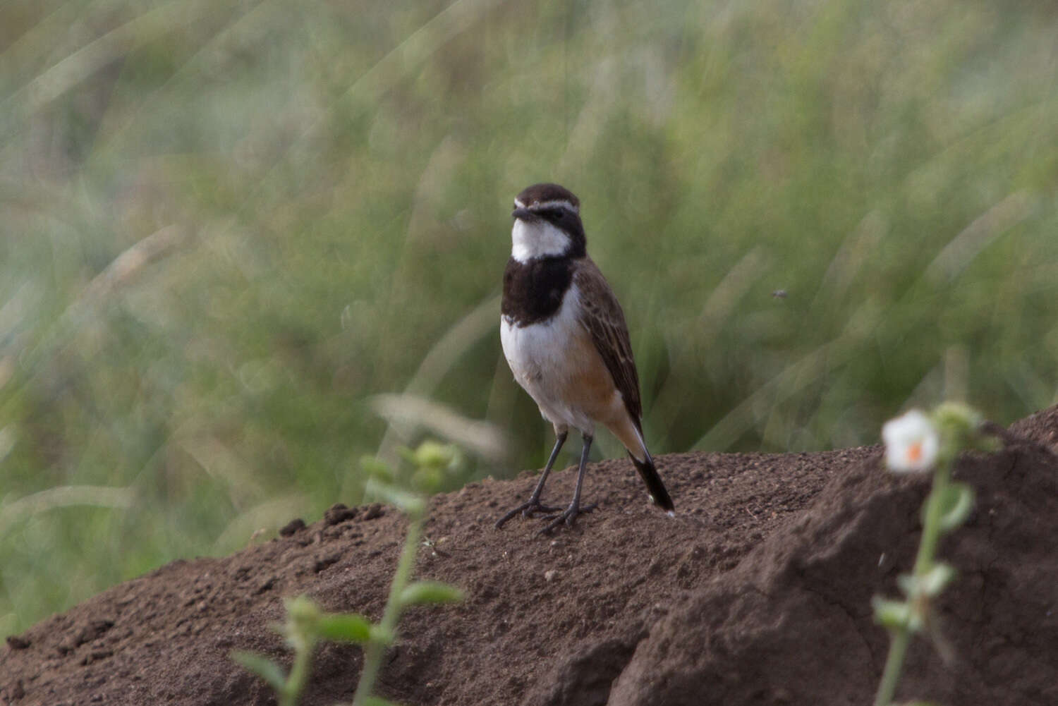 Image of Capped Wheatear