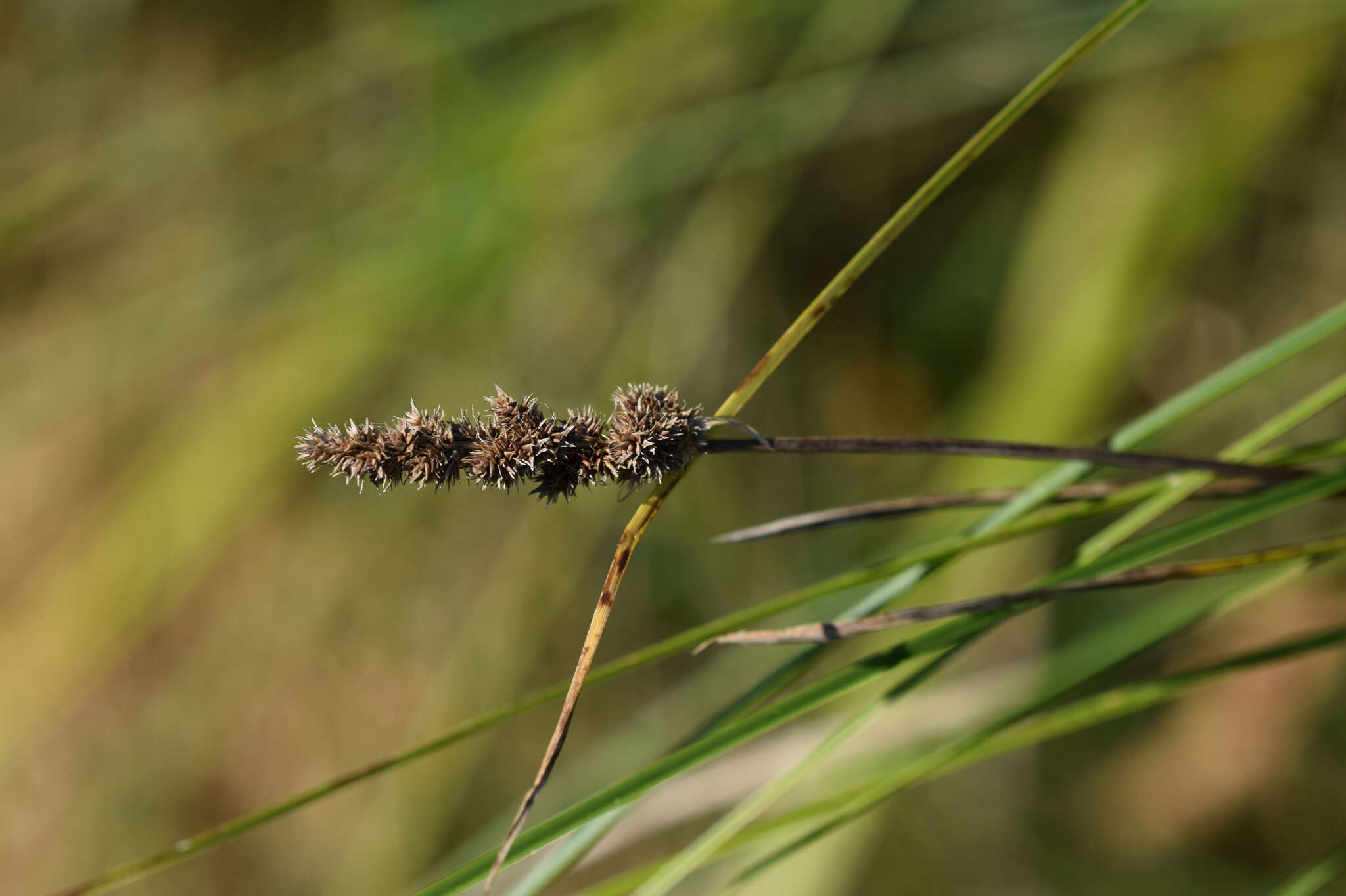 Image of Brown fox sedge