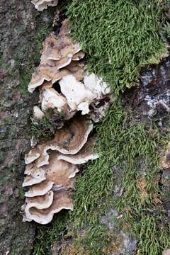 Image of Antrodiella semisupina (Berk. & M. A. Curtis) Ryvarden 1980