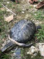 Image of South Asian Box Turtle