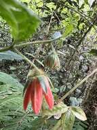 Image of Nasa campaniflora (Triana & Planch. ex Urb. & Gilg) Weigend