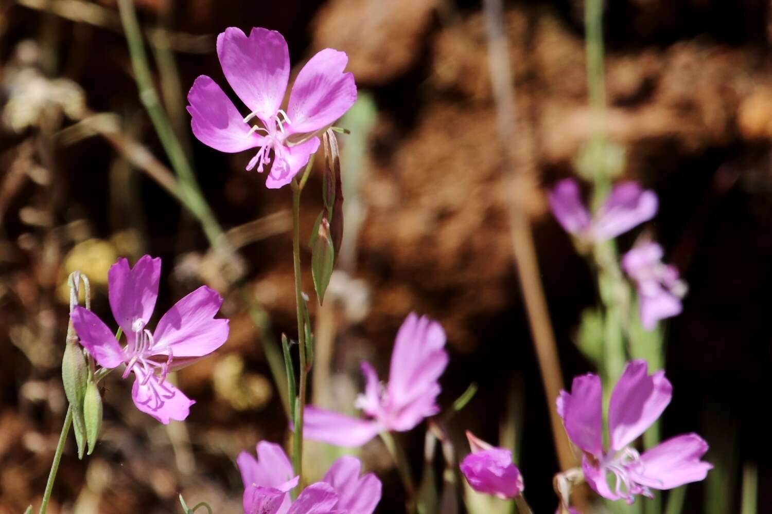 Plancia ëd Clarkia biloba subsp. brandegeae (Jepson) F. H. Lewis & M. E. Lewis