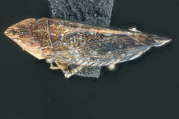 Image of Leafhopper