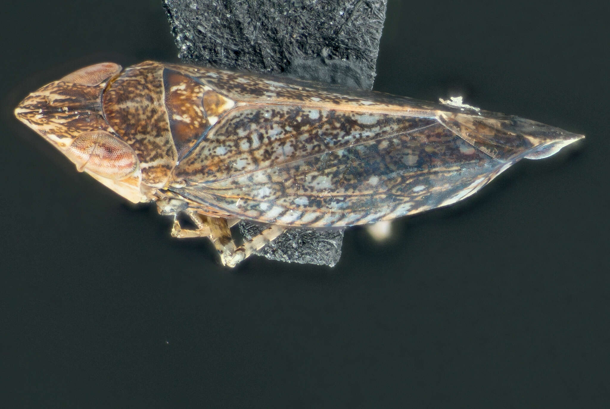 Image of Leafhopper