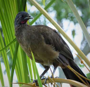 Image of Rufous-vented Chachalaca