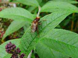 Image of Sicus ferrugineus (Linnaeus 1761)